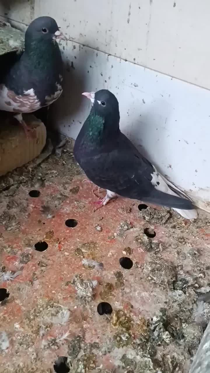 جفت شهری و جفت سبز با جوجه و یه جفت مخلف|پرنده|کازرون, |دیوار