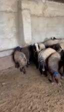 میش و بره های نژاد اصیل شال و افشار|حیوانات مزرعه|زرند, |دیوار