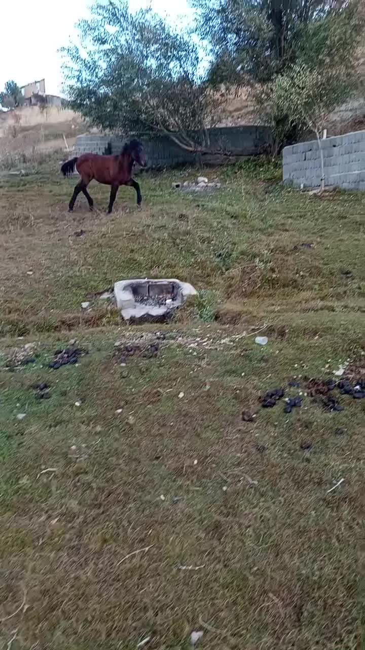 کره اسب نر 6ماه|اسب و تجهیزات اسب‌سواری|سیلوانه, |دیوار