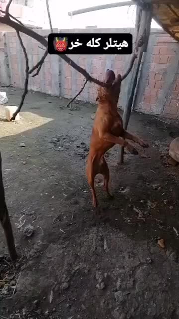 واگذاری سگ خراسانی پژدر سرابی آلابای ژرمن پیتبول|سگ|نوده خاندوز, |دیوار