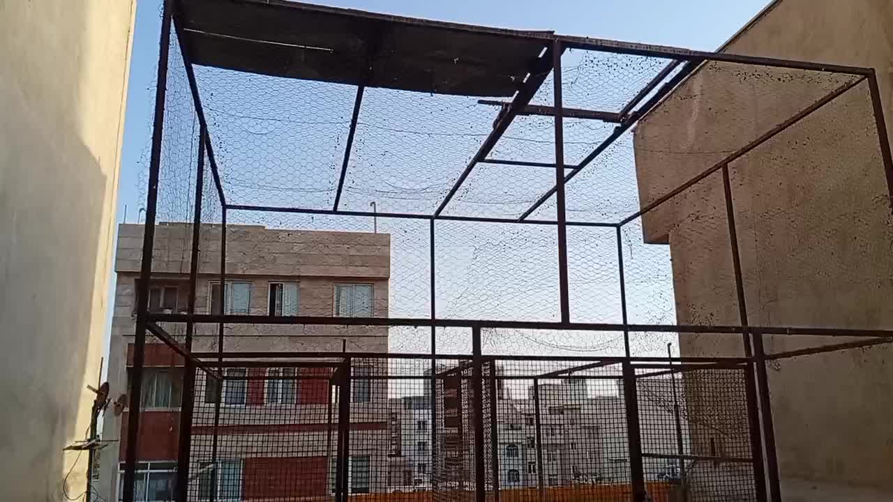 کبوتر|پرنده|تهران, مظاهری|دیوار