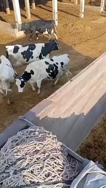 فروش کود گاو فقط (هرات و شهربابک)|خدمات باغبانی و درختکاری|خاتم, |دیوار