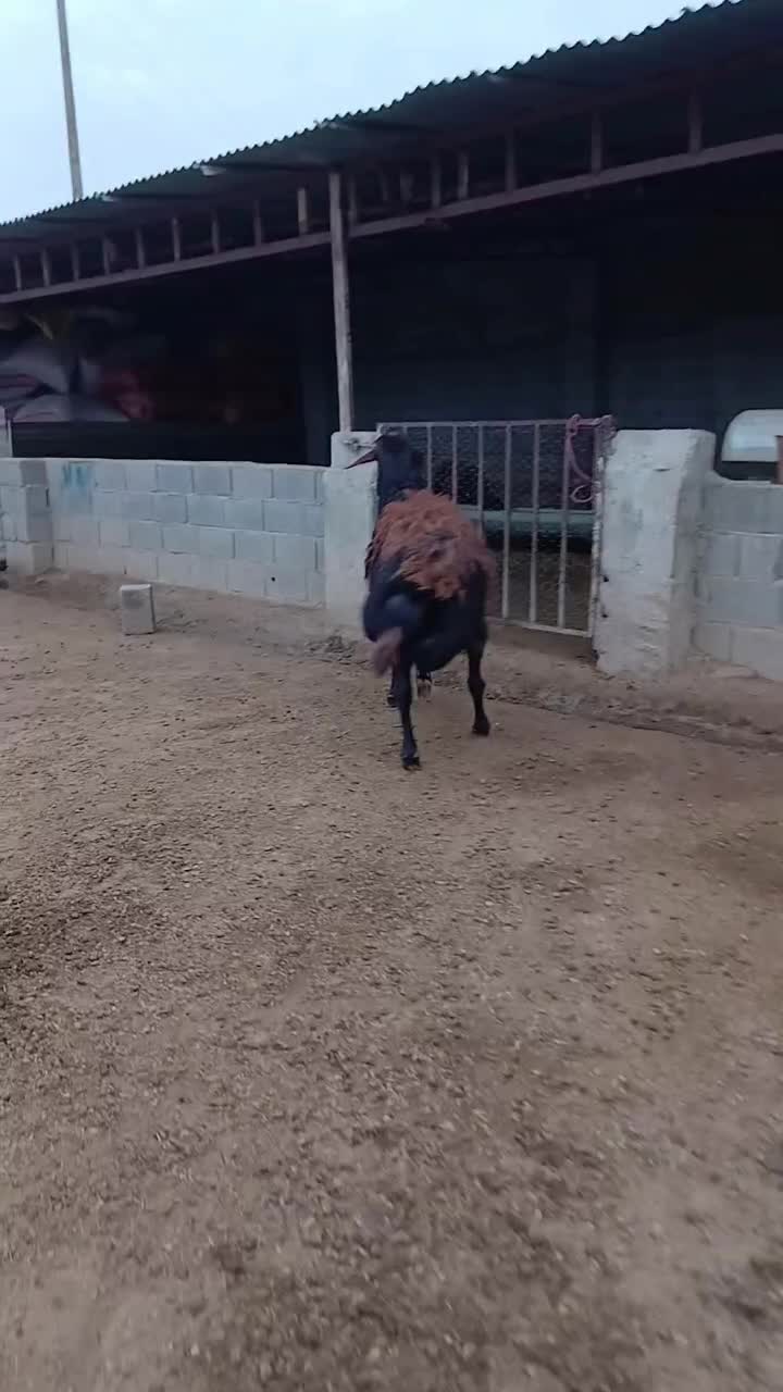 قوچ|حیوانات مزرعه|گنبد کاووس, |دیوار