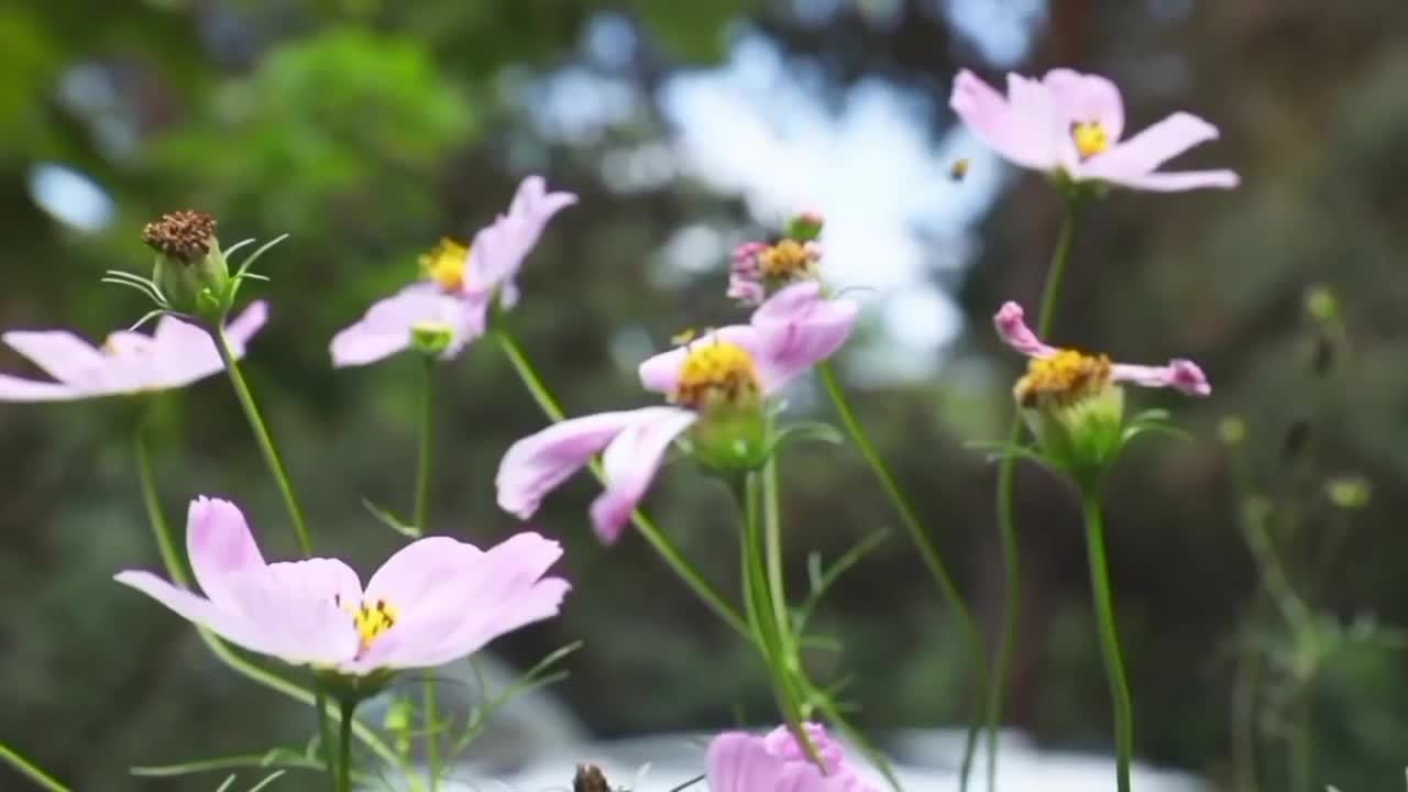 فیلم بردار.عکاس. تدوینگر. فتوشاپ. کار حرفه ای هستم|خدمات پذیرایی، مراسم|تهران, گلستان (شهرک راه آهن)|دیوار