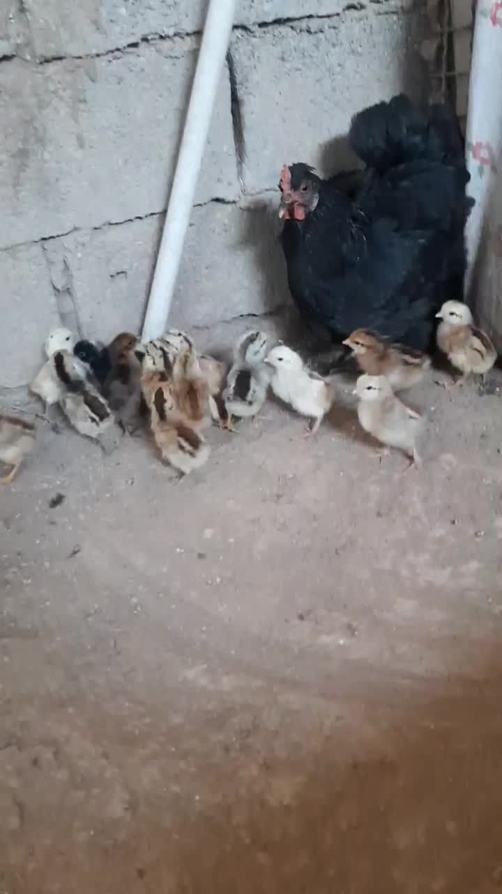 مرغ با جوجه|حیوانات مزرعه|باوی, |دیوار