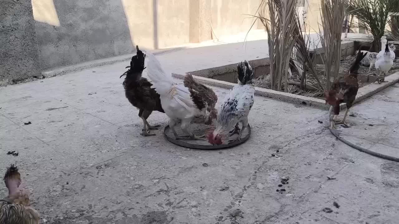 فروش مرغ و خروس محلی اصل|حیوانات مزرعه|نورآباد ممسنی, |دیوار