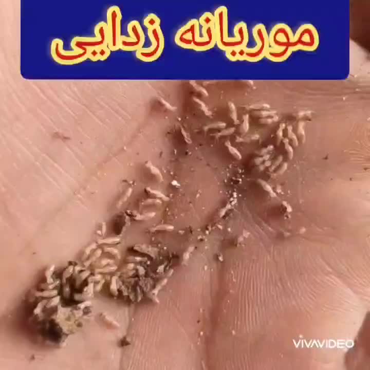 سمپاشی موریانه ساس سوسک سمپاشی ضمانتی|خدمات نظافت|بندر ماهشهر, |دیوار