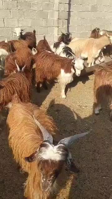 ۳۰تاکهره نر روهم جفتی ۱۲۵۰۰|حیوانات مزرعه|خشت, |دیوار