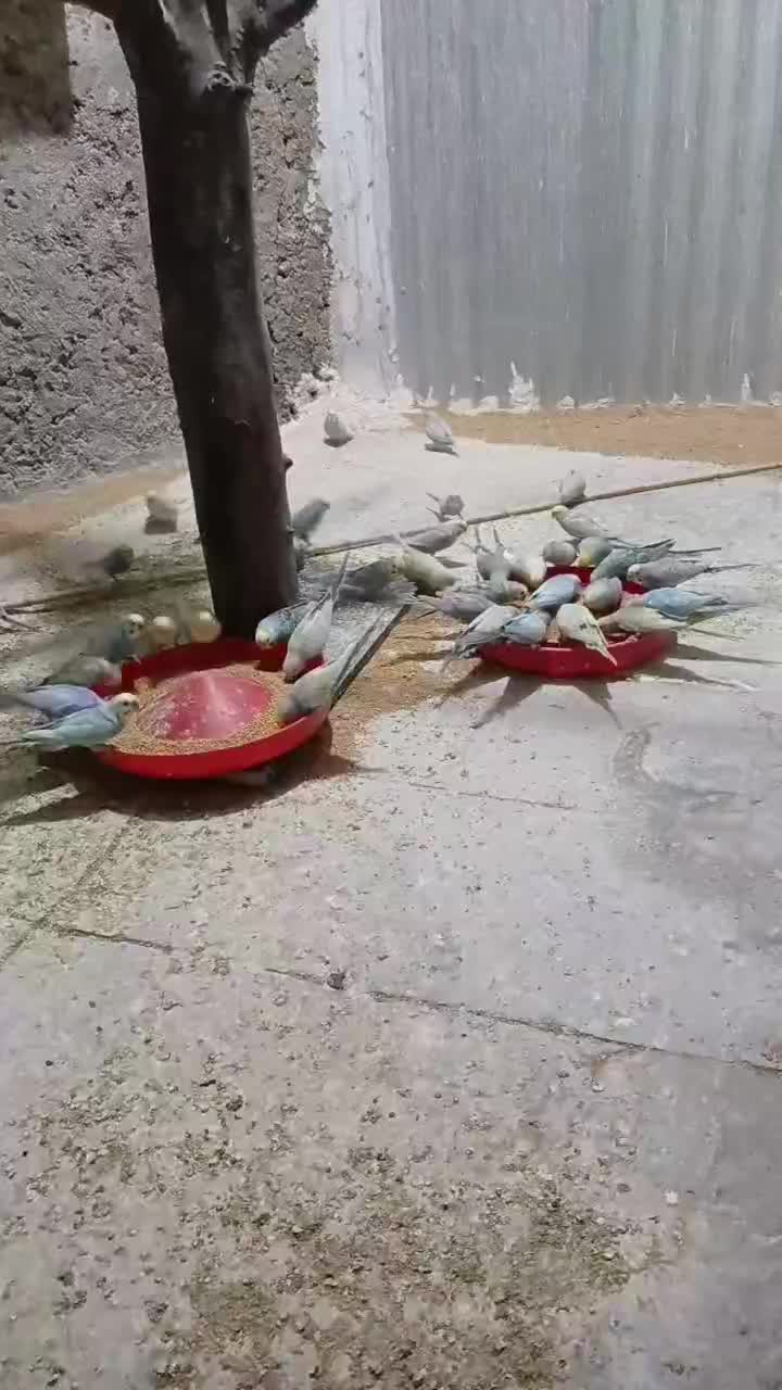 مرغ عشق رینبو|پرنده|علی‌آباد کتول, |دیوار