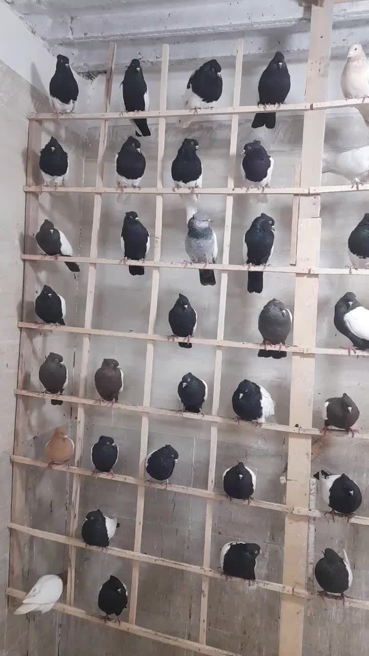 ماده رنگی همه خال جوان موجود|پرنده|مشهد, امیرآباد|دیوار