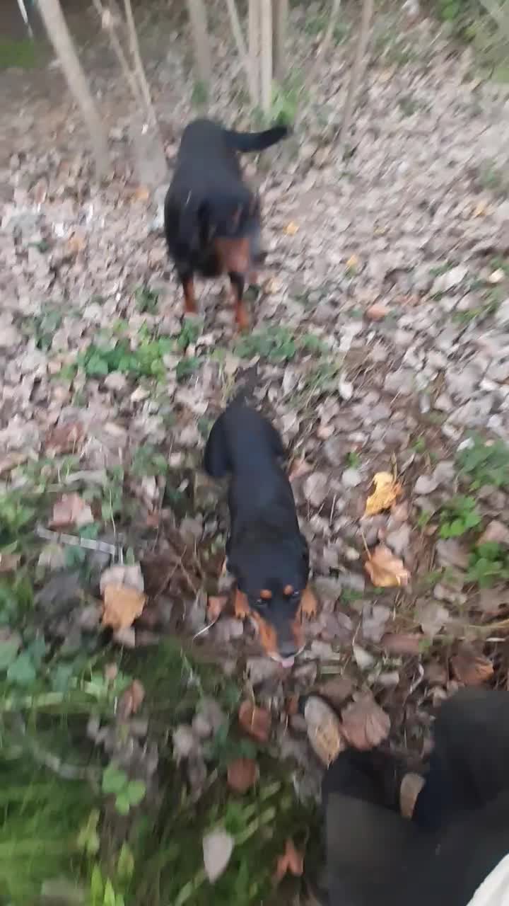 روتوایلر|سگ|لولمان, |دیوار