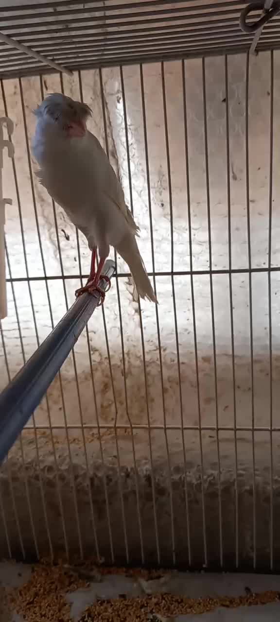 قناری جفت باجوجه|پرنده|مشهد, قائم|دیوار