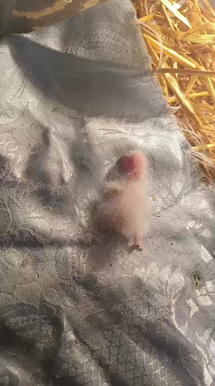 یک جفت گرینچیک مولد|پرنده|میناب, |دیوار