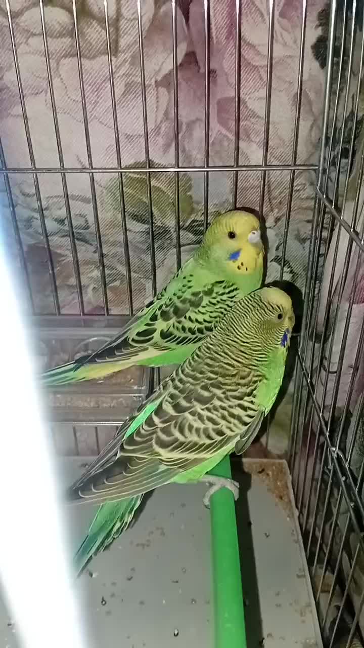 مرغ عشق|پرنده|کشاورز, |دیوار