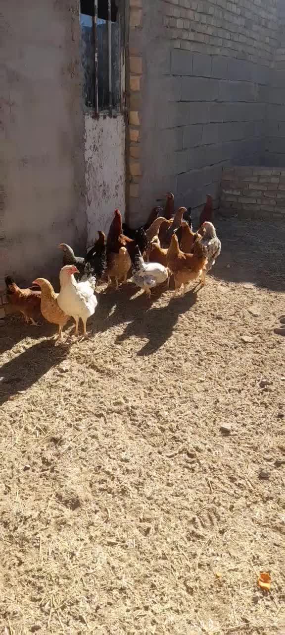 مرغ و خروس ۱۰ ماهه|حیوانات مزرعه|سبزوار, قصبه شرقی|دیوار