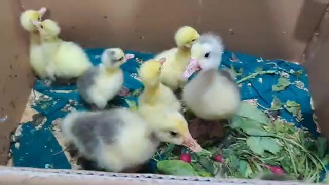 جوجه غاز دورگ وقو|حیوانات مزرعه|رشت, دیانتی|دیوار