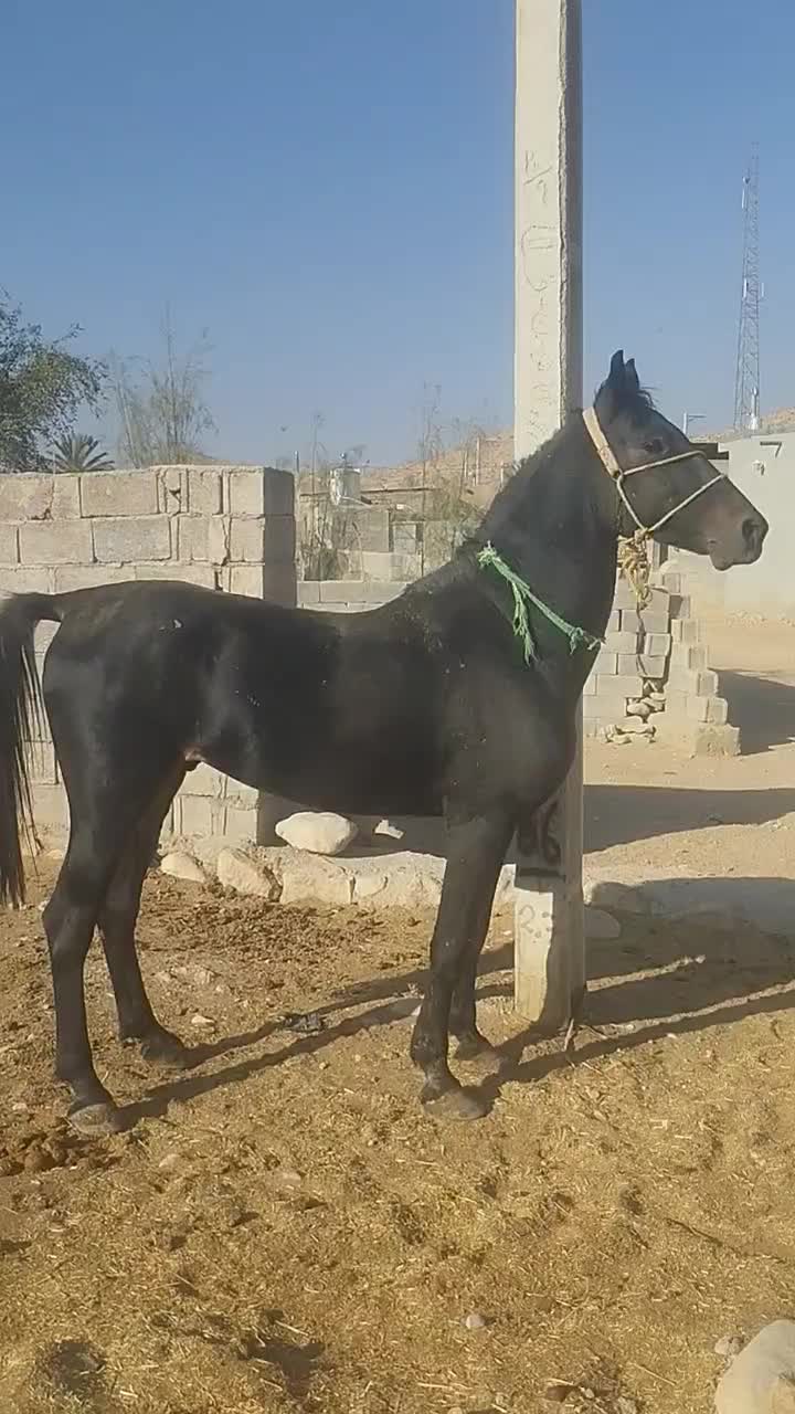 فروش نریون مشکی خوشکل شیش دنگ|اسب و تجهیزات اسبسواری|ایزدخواست, |دیوار