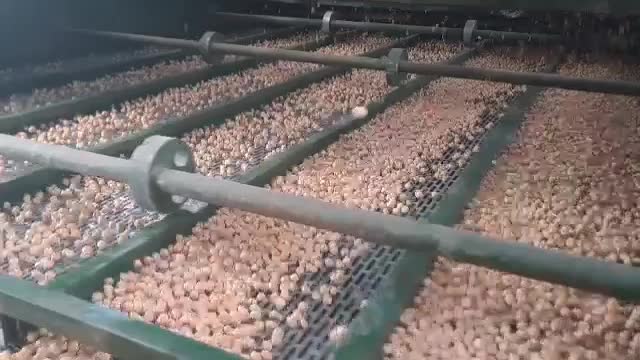 مرکز اصلاح وبوجاری بذر گندم بابایی|خدمات باغبانی و درختکاری|کرمانشاه, |دیوار