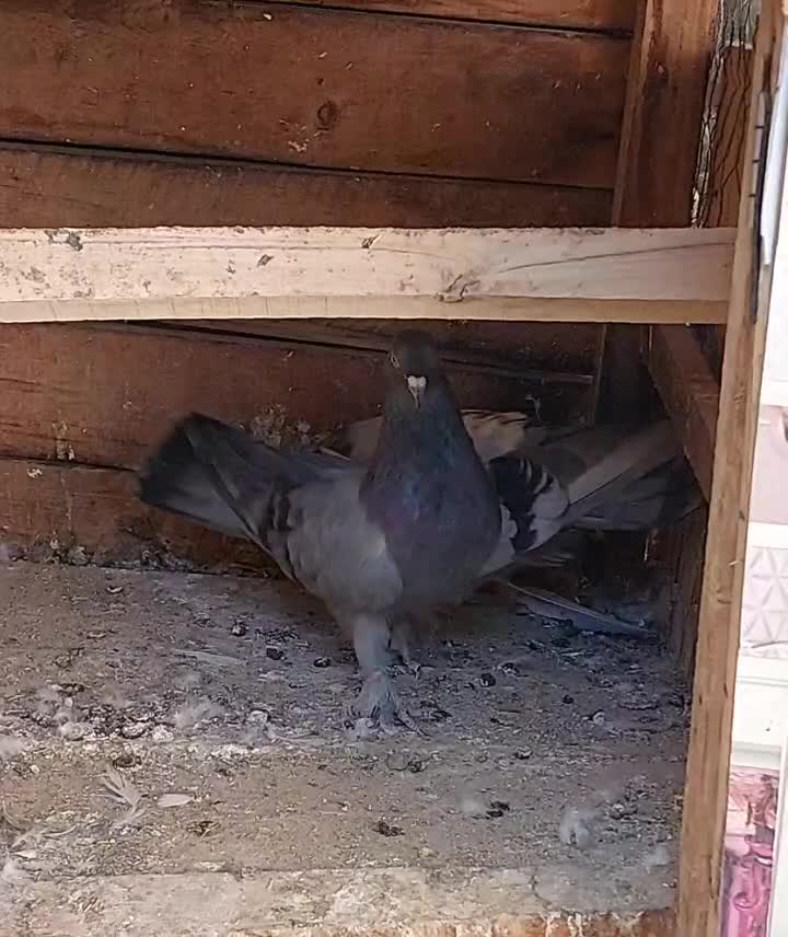 جفت پر|پرنده|بروجن, |دیوار