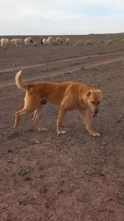 سگ ..|سگ|فردوس (خراسان), |دیوار