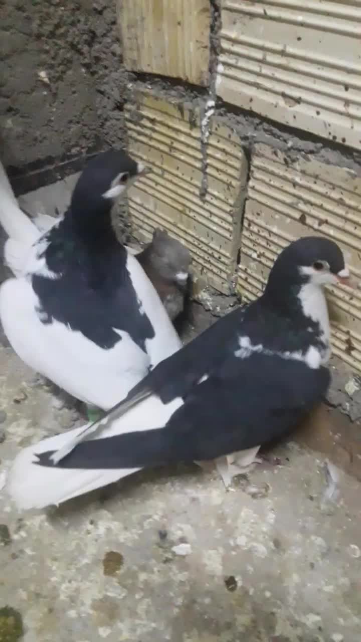 کفتر|پرنده|تربت جام, میرقوام الدین|دیوار