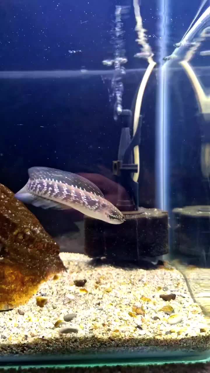 چانا بلو وایت آسیاتیکا|ماهی|یزد, |دیوار