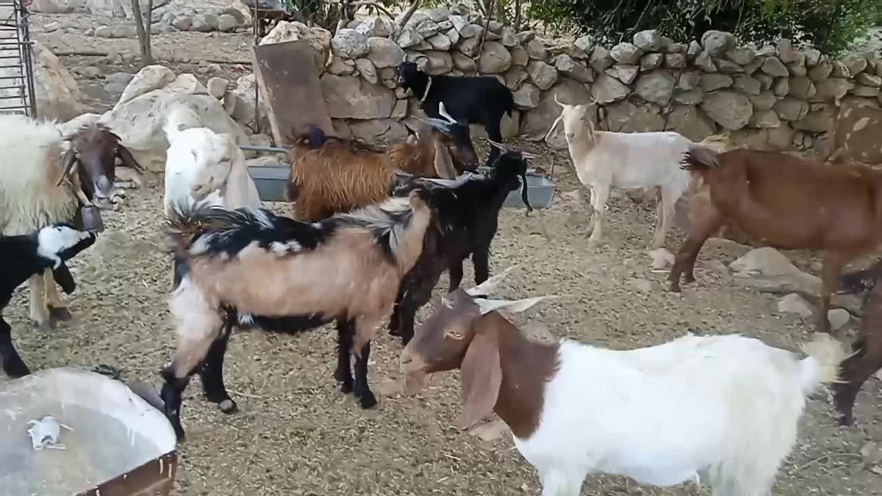 تیشتر پاکستانی دوقلویی|حیوانات مزرعه|لنده, |دیوار