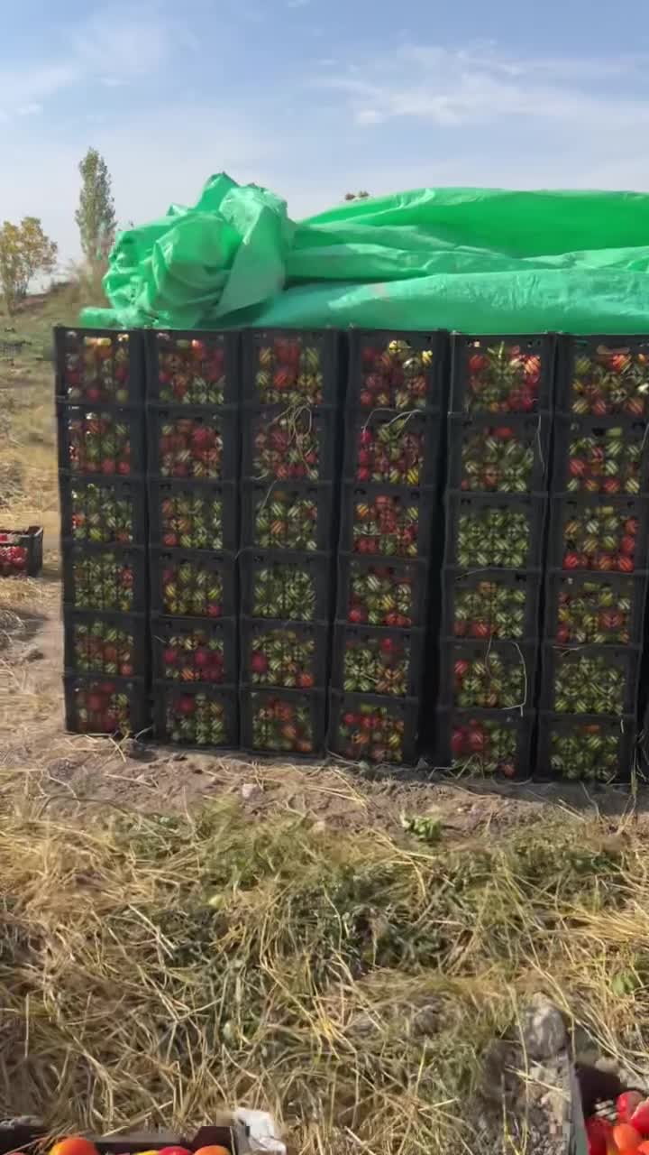 ۶۰ تن گوجه|عمدهفروشی|درودزن, |دیوار