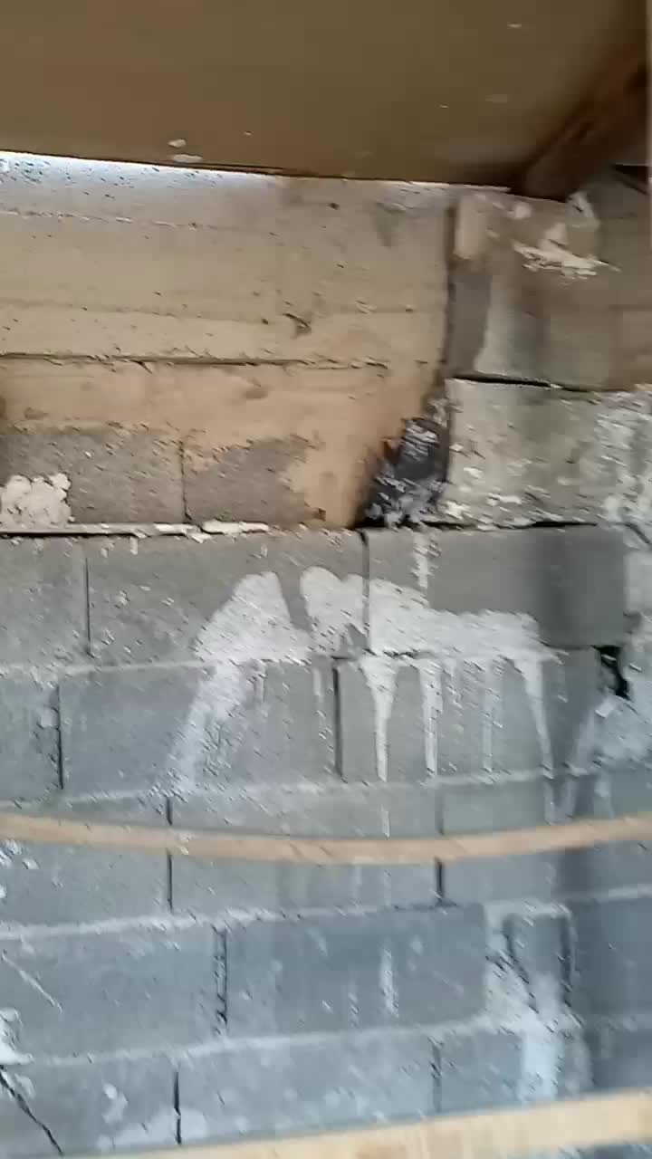 هما و سرکه ای دم سفید|پرنده|صباشهر, |دیوار