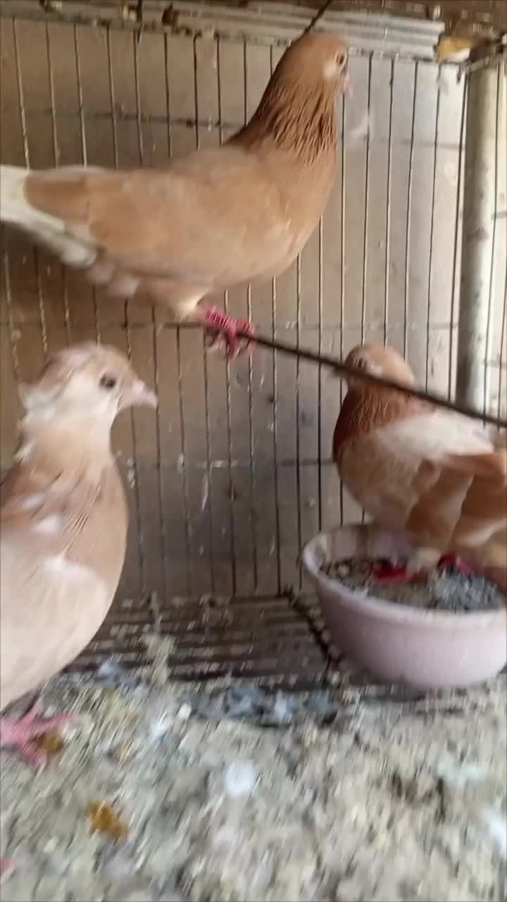 کبوتر زرد پرشی وپتی والا|پرنده|مهران (هرمزگان), |دیوار