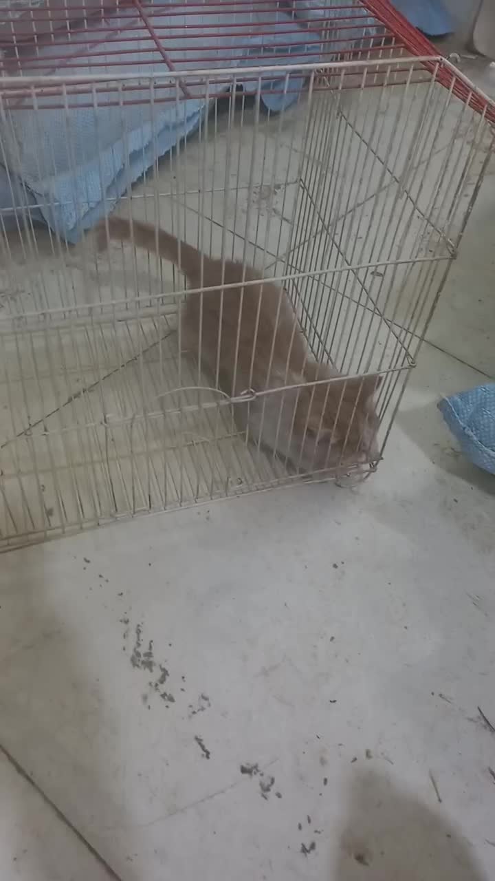 واگذاری گربه|گربه|یزد, |دیوار