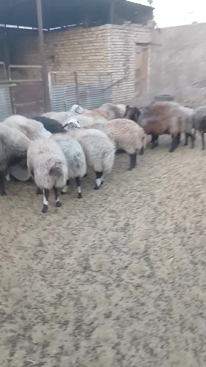 فروش ۲۱عددمیش|حیوانات مزرعه|مبارکه, |دیوار