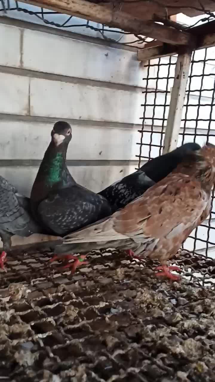 کبوتر بوشهر دشتستان|پرنده|شبانکاره, |دیوار