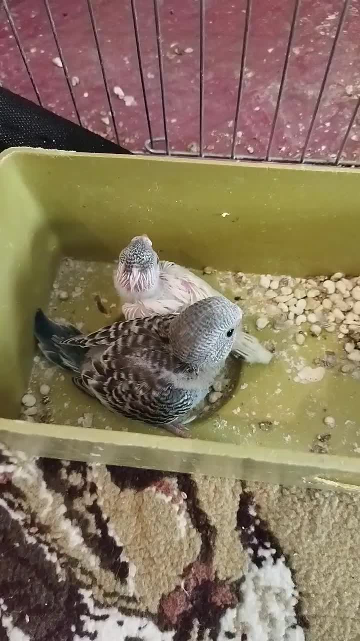 مرغ عشق|پرنده|بیجار, |دیوار