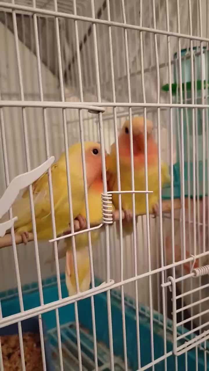 جوجه طوطی برزیلی آماده دستی شدن|پرنده|محمدیه-قزوین, |دیوار