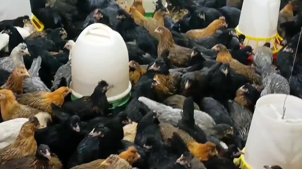 مرغ جهادی نژاد تخمگذار و گلپایگانی|حیوانات مزرعه|کاشان, خرمدشت|دیوار