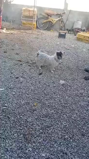 یک عدد پشمالو خارجی ب فروش میرسد|سگ|یاسوج, |دیوار