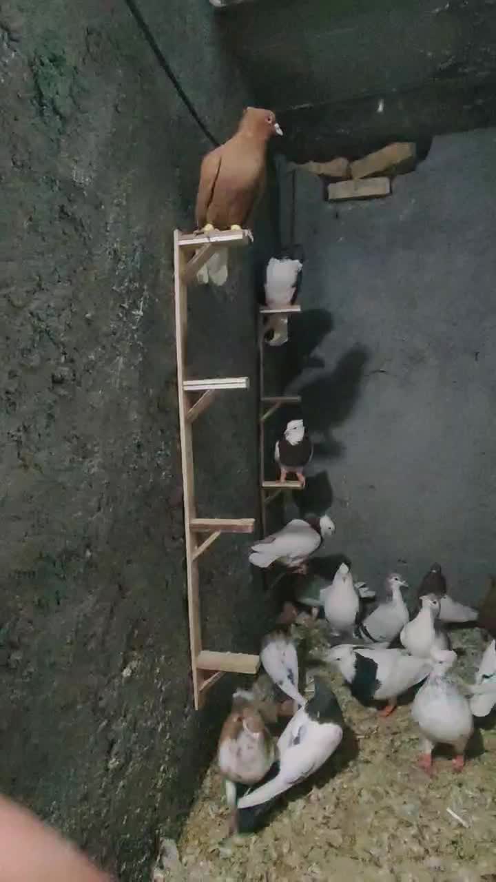 19 کفتر بوم فروشی|پرنده|ملک‌آباد, |دیوار