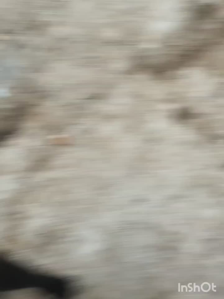 واگذاری سگ پاکوتاه|سگ|رودهن, |دیوار