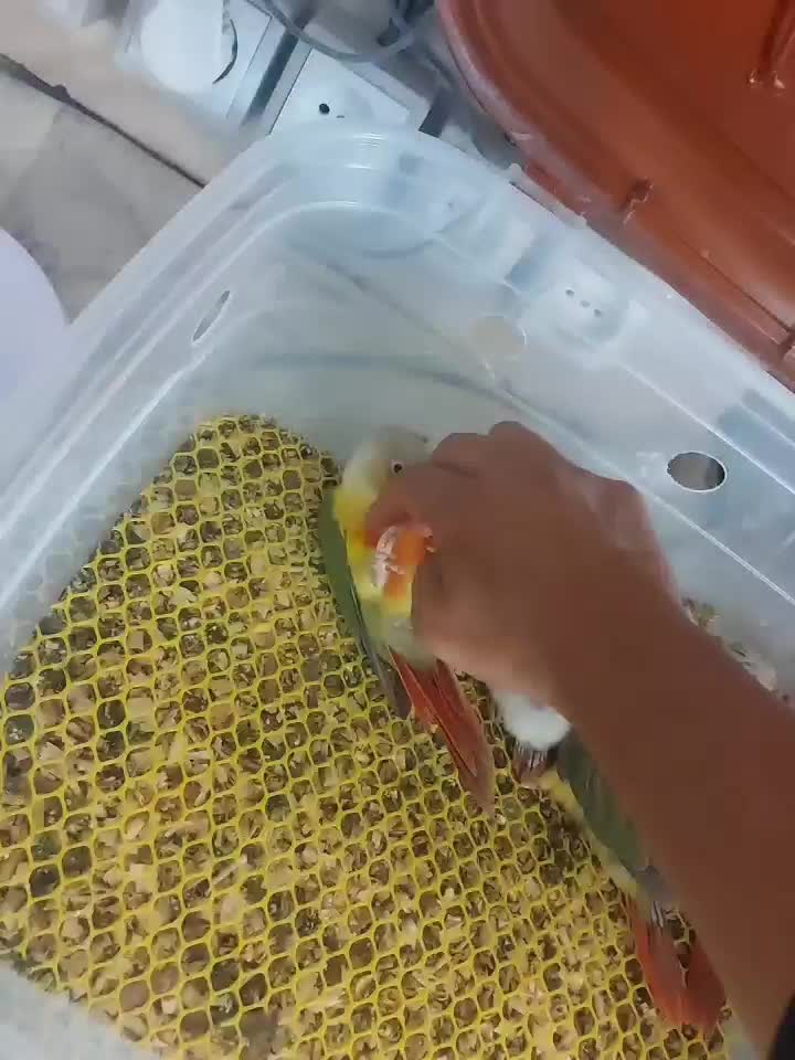 فروش گرینچیک فول رام و دستی|پرنده|شیراز, تحویلی|دیوار