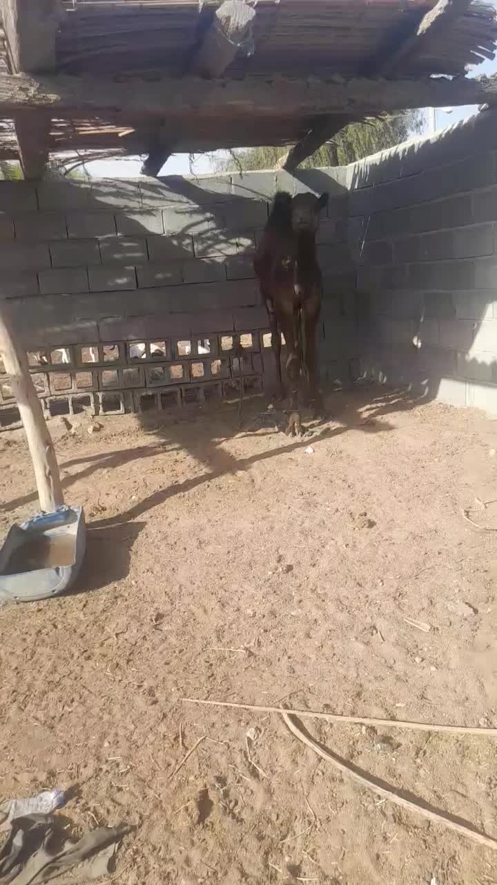 فروش دوعدد شتر نردوسال|حیوانات مزرعه|میناب, |دیوار