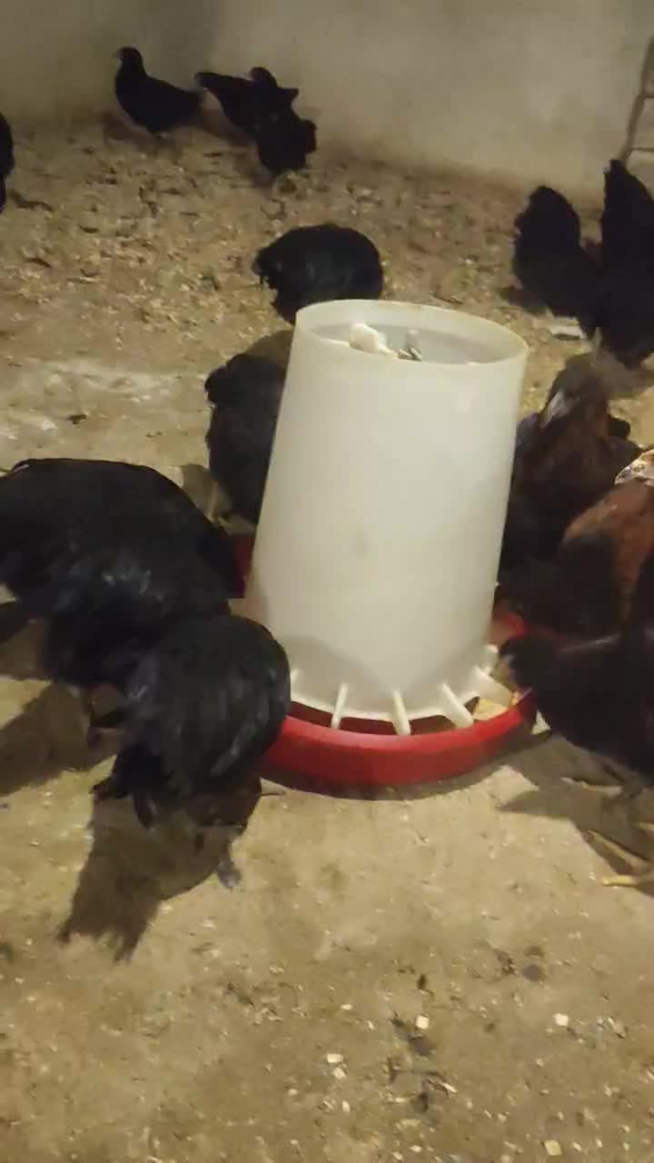 جوجه گلپایگان مرغ خروس سیاه تاقچه 110 روزه جهادی|حیوانات مزرعه|مشهد, ویلاشهر|دیوار