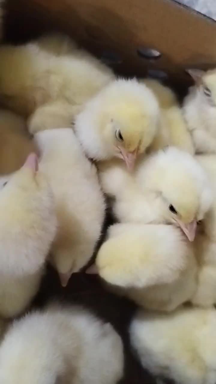 جوجه گوشتی راس ۳۰۸ وزن بالا|حیوانات مزرعه|گتاب, |دیوار