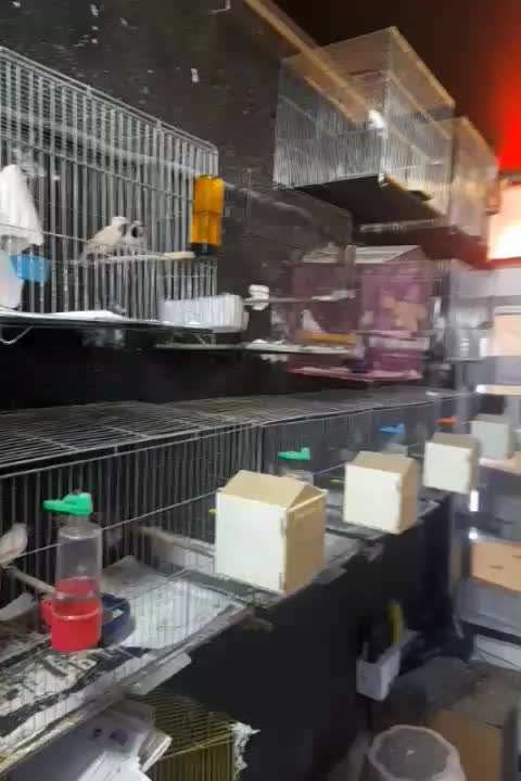 یک جفت فنچ جوجه نرگسی چشم شرابی|پرنده|محمدشهر, محمدشهر|دیوار