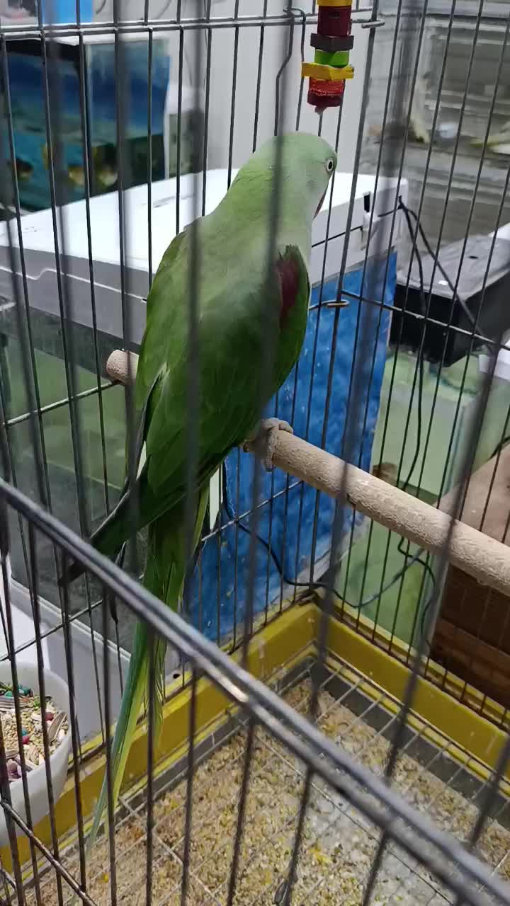 قناری عروس هلندی لوری راهب گرینچیک شاه طوطی|پرنده|خورموج, |دیوار