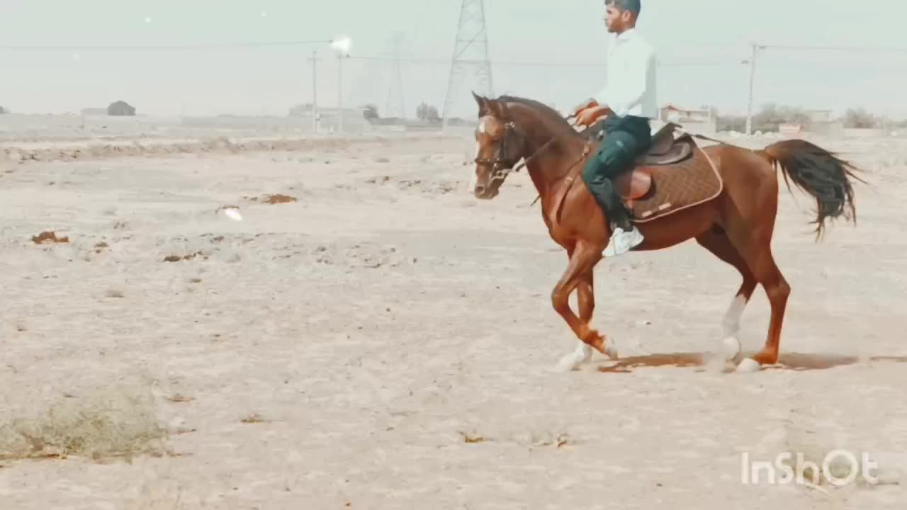 اسب|اسب و تجهیزات اسب‌سواری|بردسکن, |دیوار