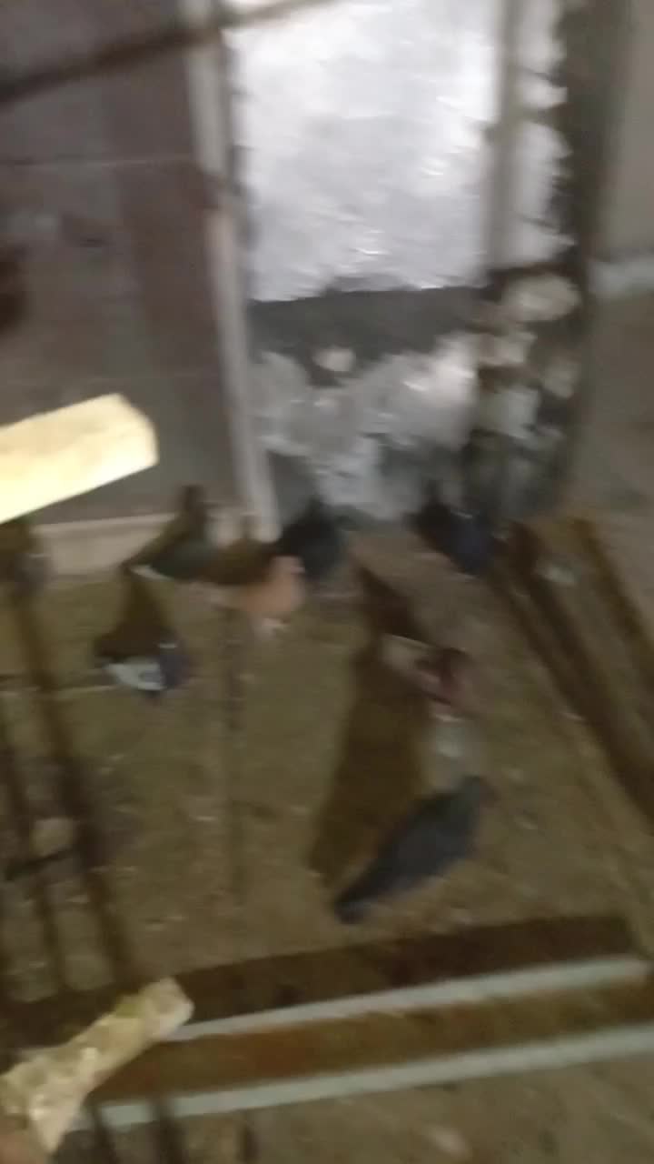 فروش تعداد کفتر بهبهانی|پرنده|مرودشت, ابوذر شمالی|دیوار