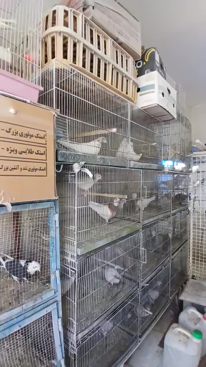 کفتر پرشی|پرنده|اصفهان, شاهد|دیوار