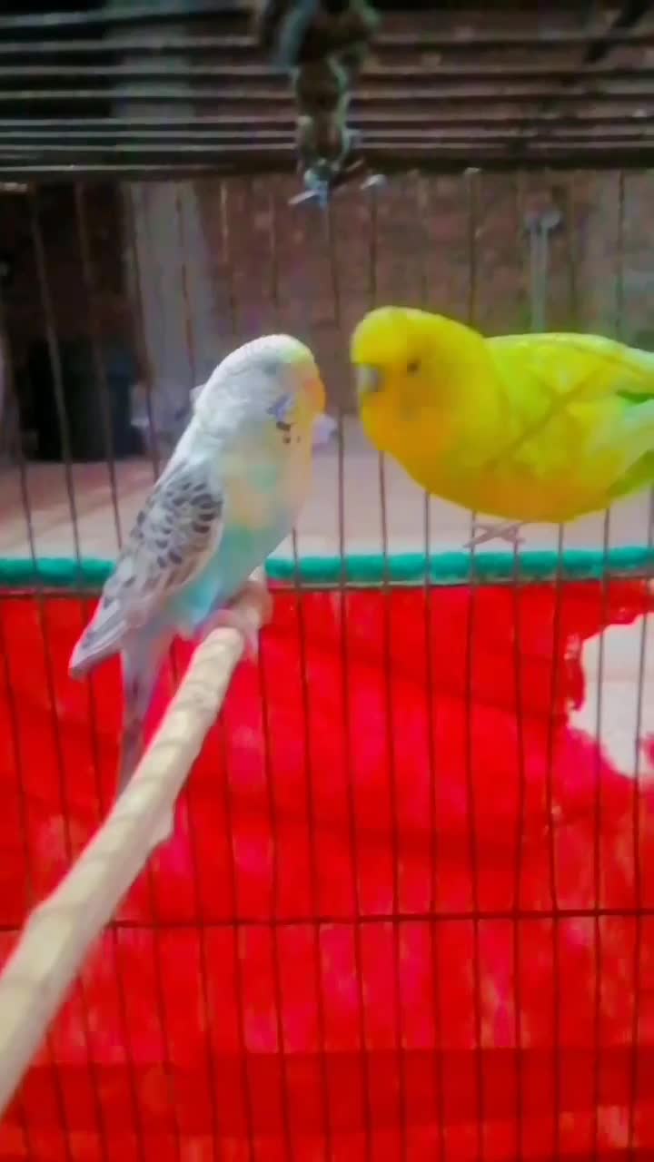 جفت مرغ عشق|پرنده|جیرفت, |دیوار