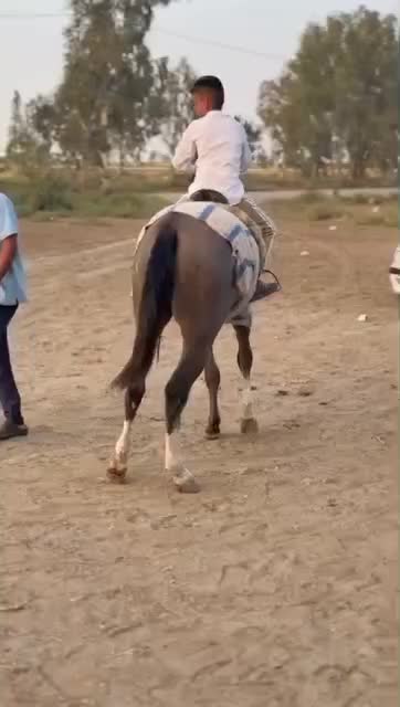 کره مادیان ترکمن|اسب و تجهیزات اسب‌سواری|سیجوال, |دیوار